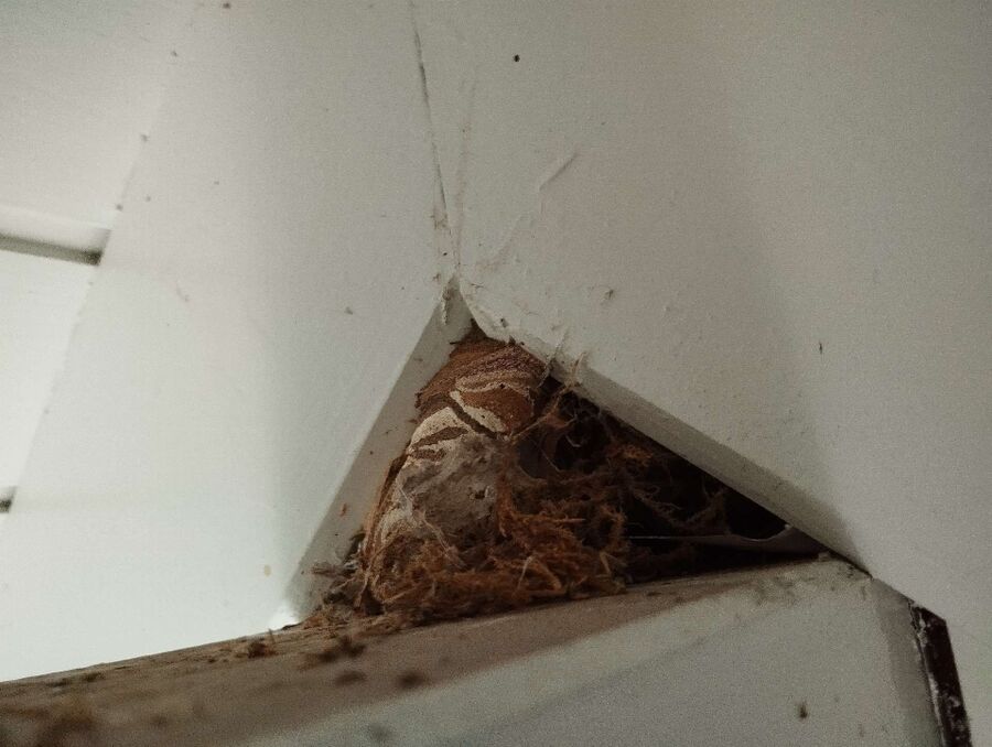 wespennest_entfernen