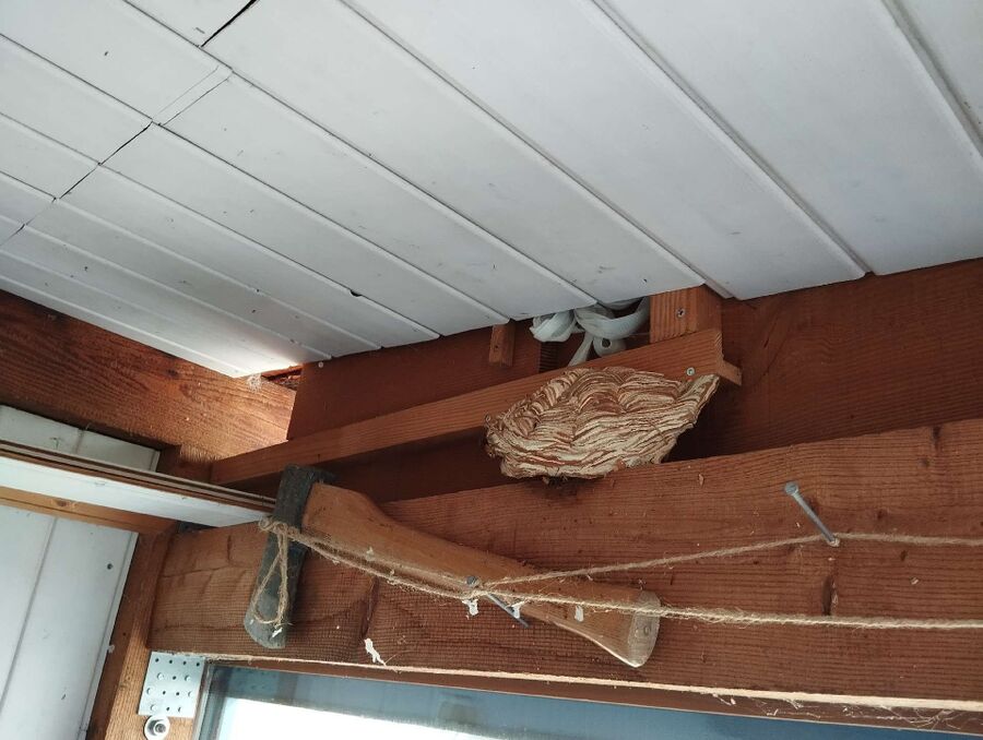 Hornissenbekämpfung