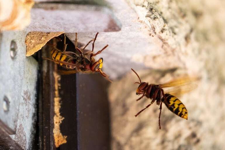 Asiatischen Hornissen vertreiben