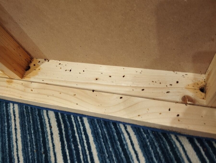 Bettwanzen_bekaempfen