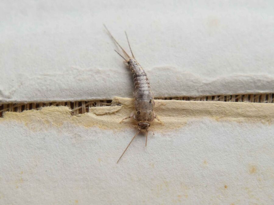 Silberfischbekämpfung