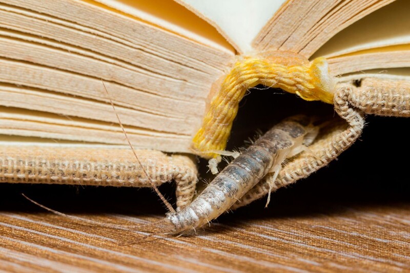 Silberfischbek&auml;mpfung