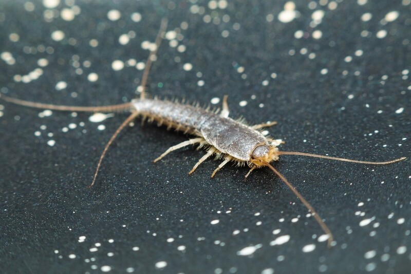 Silberfischchen