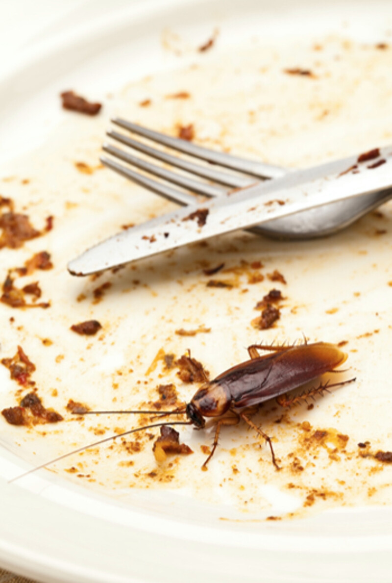 Schaben & Kakerlakenbek&auml;mpfung