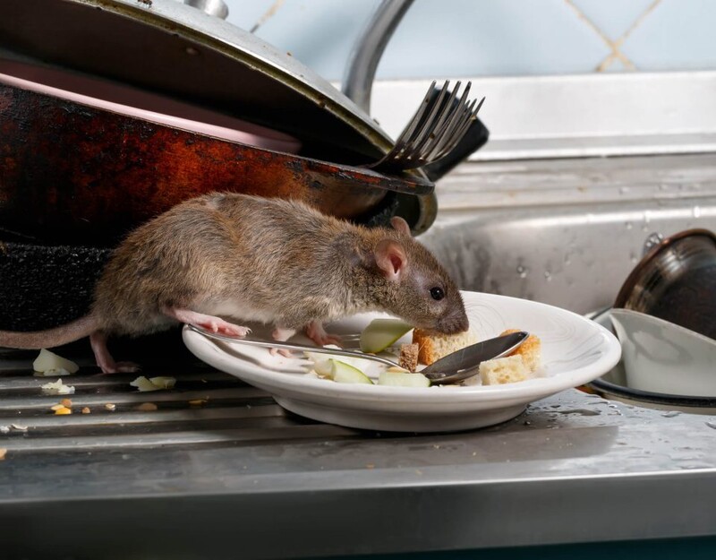 M&auml;use und Ratten