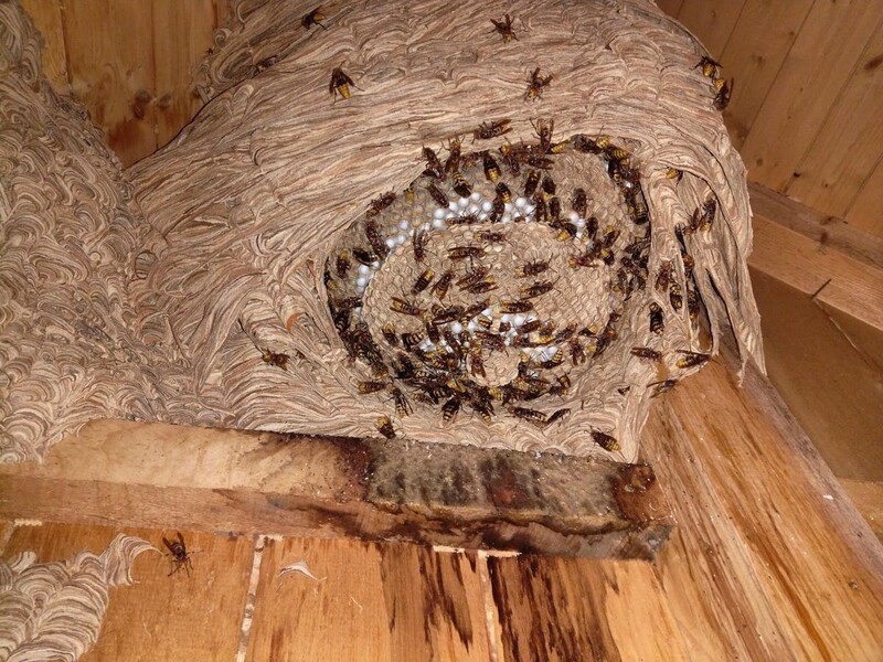 Hornissenbek&auml;mpfung