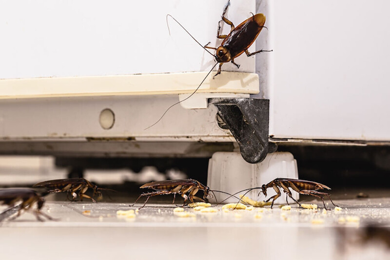 Schaben (Kakerlaken)